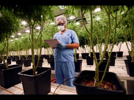 AP
An employee of Fotmer SA, an enterprise that produces cannabis for medical use, writes down observations inside a greenhouse in Montevideo, Uruguay, on Tuesday, January 29, 2019. 