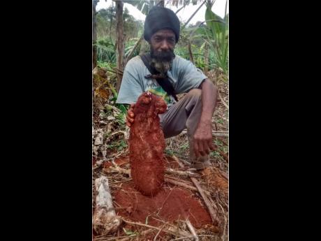 More than 165 farmers were interviewed, with the majority of them coming from Lowe River, Trelawny.