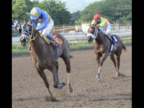 Credit: Ian Allen CHACE THE GREAT, ridden by jockey Dane Nelson, wins the 31st running of the ‘Glen Mills O.J.’ Caribbean Sprint Championship on The Burger King Super Stakes Race Day at Caymanas Park on Saturday, November 10, 2018.