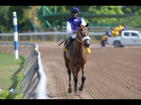 She’s A Maneater, with Omar Walker aboard, wins over 1000 metres at Caymanas Park yesterday.