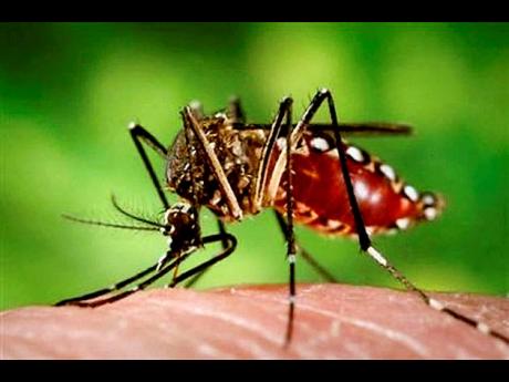 Credit: File
The female Aedes aegypti mosquito