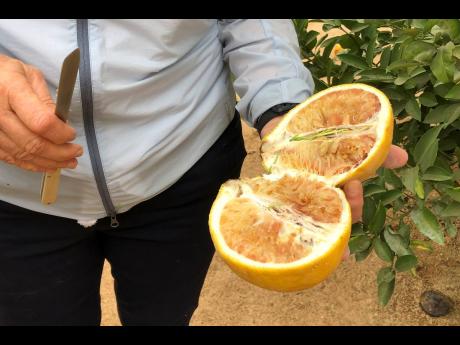 Credit: AP AP
Tracy Kahn, curator of the Citrus Variety Collection at the University of California, Riverside, shows a sampling of fruit grown on the site in Riverside, California, on Thursday, September 26, 2019.