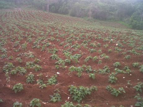 Credit: Contributed A sweet potato farm in Manchester.
