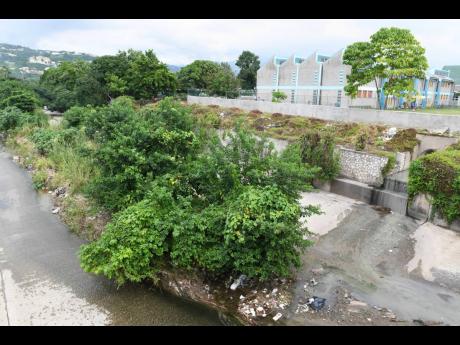 Trees and shrubs choke a section of the Sandy Gully adjacent to the Obistan Kindergarten Preparatory School off Washington Boulevard in St Andrew.
