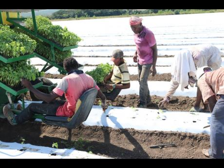 Farmworkers making sure the peppers are properly planted.