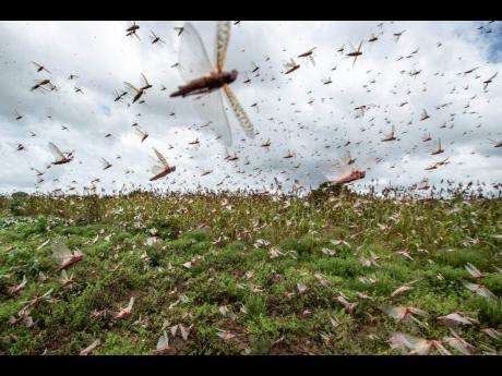 Swarms of desert locusts hover over crops in Katitika village, Kitui county, recently. 