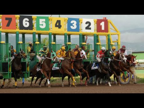 Horses leaving the gates at Caymanas Park.