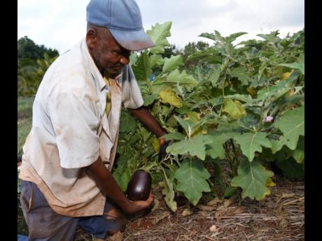 Credit: Ian Allen Orette Belinfante, a farmer from Melksham in South East St Elizabeth, checks egg plants that are ready for reaping on his farm.