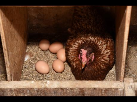 A surplus of eggs on the market has destroyed the business prospects for Vincent Fenton.