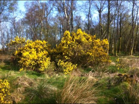 The woods in Scotland near Gerry Loose’s home.