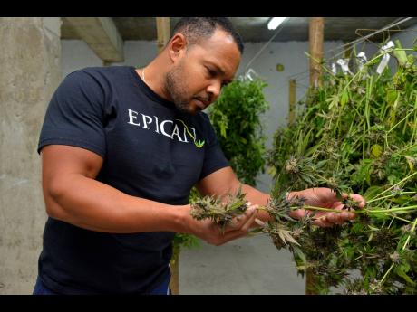 File
Epican CEO Karibe McKenzie inspects a marijuana plant, code-named Girl Scout Cookie, at the company’s farm at Mavis Bank, 
St Andrew, in December 2018.