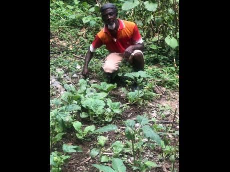Credit: Small farmer Leroy Morrison surveying his vegetable farm after suffering losses estimated at $160,000.