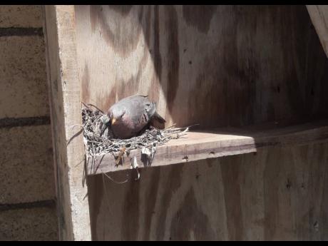 
My first tenants – photo was taken in Galina, St Mary on August 21.
