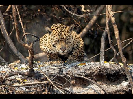 A jaguar crouches on an area recently scorched by wildfires at the Encontro das Aguas park in the Pantanal wetlands near Pocone, Mato Grosso state, Brazil, Sunday, September 13, 2020. 