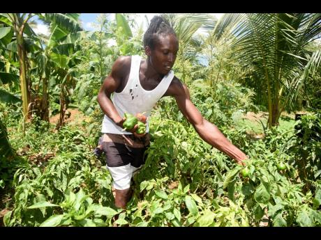 Jermaine Black reaps sweet peppers from his Charlemont farm on Thursday.