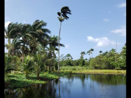 West Indian Whistling Ducks in the foreground at the Royal Palm Reserve, Negril Great Morass, site of IWEco Jamaica National sub-Project.