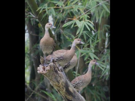 West Indian Whistling Ducks lose their nesting and feeding habitat.