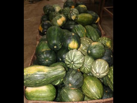 Pumpkins are a big export item for local export company Carita Limited.