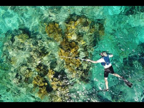 TNC’s Dr Steve Schill conducts field surveys in the waters of Grand Cayman to support interpretation of data collected via aerial drone. 