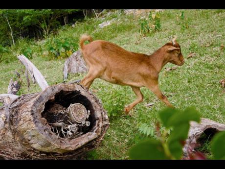 One of LaFrance Gayle’s goats goes on a frolic at the farm in Top Hill.