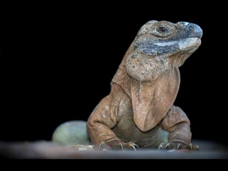 The Jamaican iguana.