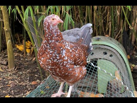 A heritage hen sits on a wire enclosure at Mill Valley Chickens in Mill Valley, California, December 15, 2020.
