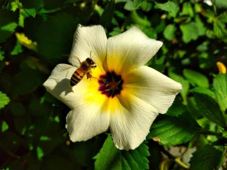 A bee hard at work on a sun kissed day.
