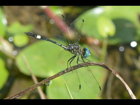 Caribbean Dasher in the Upper Morass.