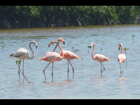 Flamingos at Parottee Great Morass.