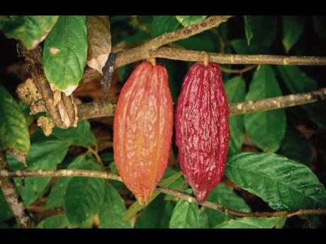 Cocoa pods hanging from a tree in Jamaica. The Ministry of Agriculture is testing the waters on whether it should try again to divest the cocoa operations it holds.