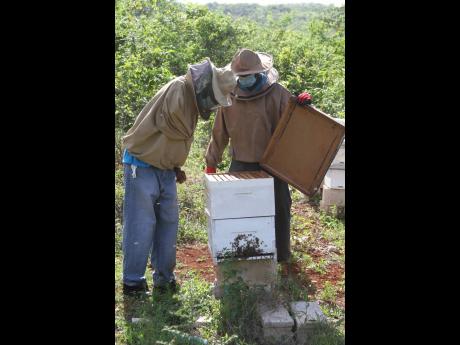 Alton Gregory (left), apiculture officer of the Harmons Valley Community Council Benevolent Society, and Leo-Garth Morrison, VP, demonstrate beekeeping techniques at on the 50-acre Manchester farm.