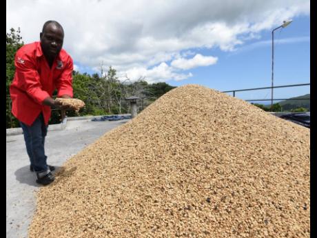 Authur McGowan, CEO, Trumpet Tree Coffee Factory explains the drying process of coffee beans before roasting.