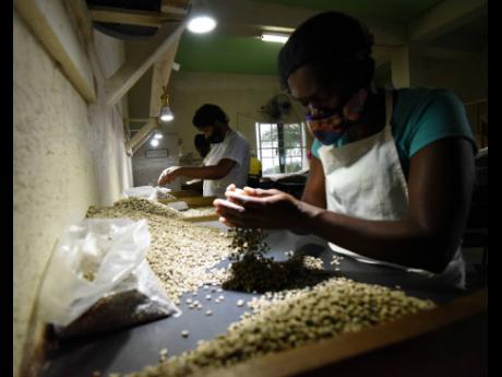 Workers sort the coffee beans by quality at Trumpet Tree Coffee Factory before roasting.
