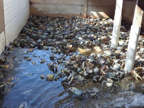 One of the pens in Jermaine Morris’ crab farm.