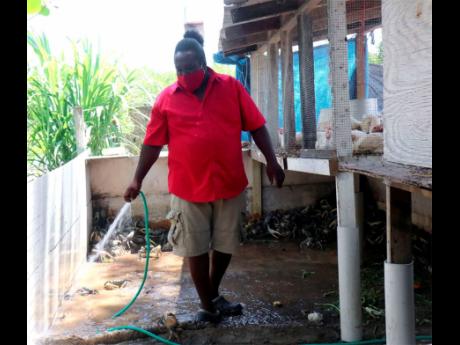 Chickens look on from a heightened position as Jermaine Morris cleans one of his crab pens.