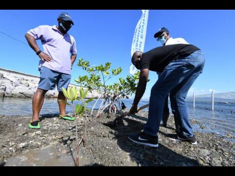 Environment Minister Pearnel Charles Jr shovels soil as he plants mangrove saplings along the Palisadoes yesterday. Looking on are Vincent Sweeny of the UN Environment Programme and NEPA CEO Peter Knight.