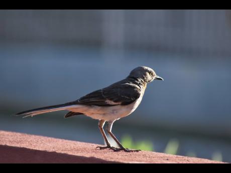 Basking in sunshine – photo taken in Spanish Town.