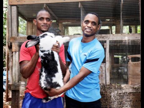 Damien (left) and Stevon Nembhard with their giant rabbit on their farm in Stevens Run district in Nain, St Elizabeth.