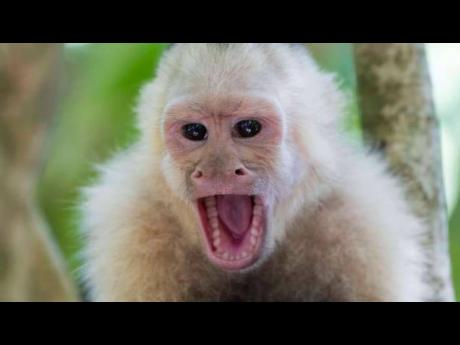 There have been alleged monkey sightings in St James.