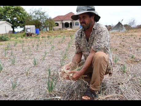 Ian Powell, a farmer in Flagaman, St Elizabeth uproots thousands of dollars of escallion that was affected by a severe drought that affected South St Elizabeth last year. Climate impacts include more extreme weather events – from droughts to intense hurr