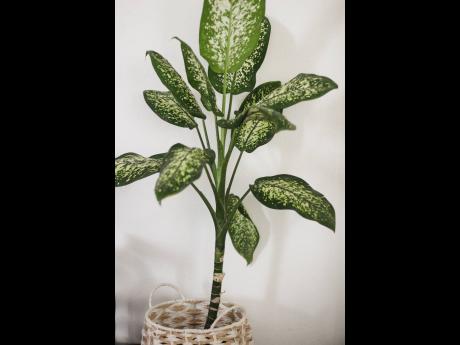 Credit: Stephanie Lyew The Dieffenbachia amoena or ‘dumb cane’ is beautiful and survives indoors. However the story behind every plant is important, this one has a poisonous extract and is not recommended in homes with children and pets.