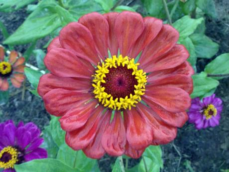Vibrant colours of nature in their glory. Photo taken at Hope Gardens, Kingston.