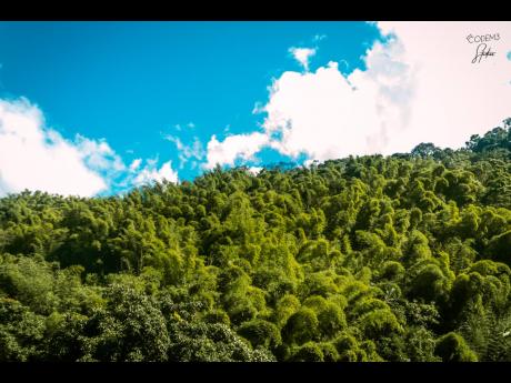 Where the summit meets the skies - photo taken in Brandon Hill, St. Andrew. 