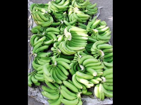 Bananas became the second most important export crop in Jamaica. 