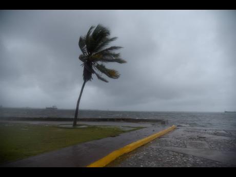 A coconut tree on the Kingston waterfront sways violently in the winds associated with Tropical Storm Grace. 