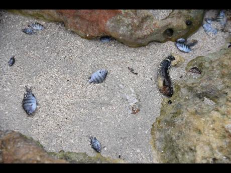 Dead fishes along the shoreline of the Hellshire Fishing Beach in St Catherine last Tuesday. Fisherfolk says that it seems like the sea was polluted with substance that killed the fishes and forced other sea creatures to crawl out of the water to die.