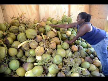 There are also other products which could be exported in larger quantities, such as fresh/frozen coconut water, castor oil, hair and cosmetic products, mangoes, breadfruit, and teas