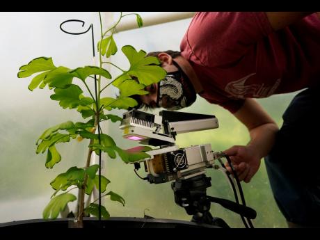 Ben Lloyd, director of experimental operations, uses a machine to examine the exchange of gases between ginkgo leaves and their environment inside a chamber at the Fossils Atmospheres Project at the Smithsonian Research Center.