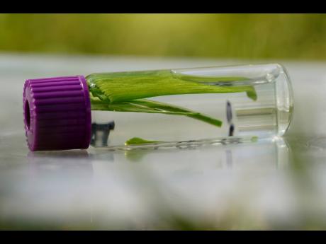 Slivers of a ginkgo tree leaf is put into a test tube for the Fossils Atmospheres Project at the Smithsonian Research Center. 