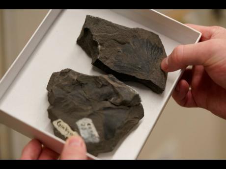 Rich Barclay, Smithsonian research geologist and Director of the Fossil Atmospheres Project, holds a tray of Late Cretaceous ginkgo leaf fossils from Alaska’s North Slope.
